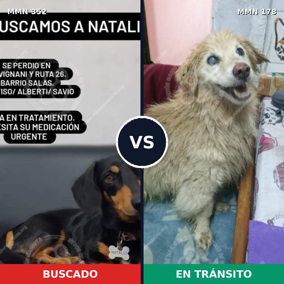 Comparativa MMS 6847: mascota perdida y mascota encontrada, 2% de similitud
