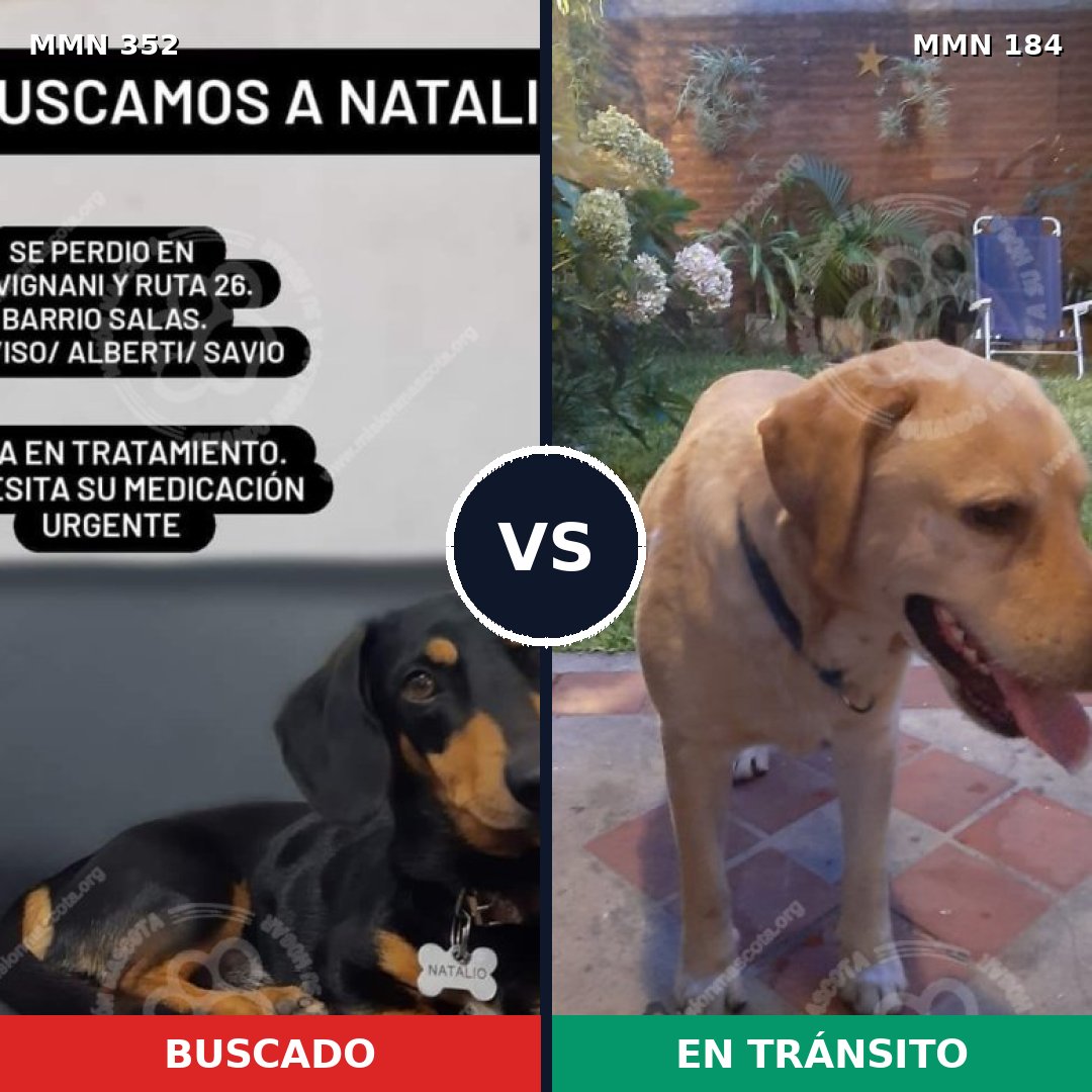 Comparativa MMS 6848: mascota perdida y mascota encontrada, 8% de similitud