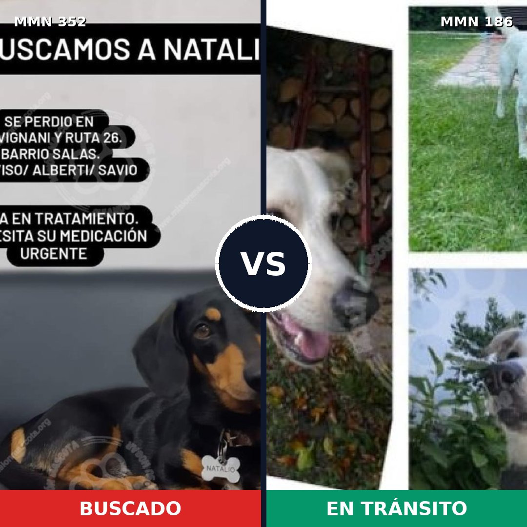 Comparativa MMS 6849: mascota perdida y mascota encontrada, 44% de similitud