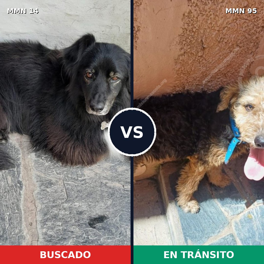 Comparativa MMS 685: mascota perdida y mascota encontrada, 60% de similitud