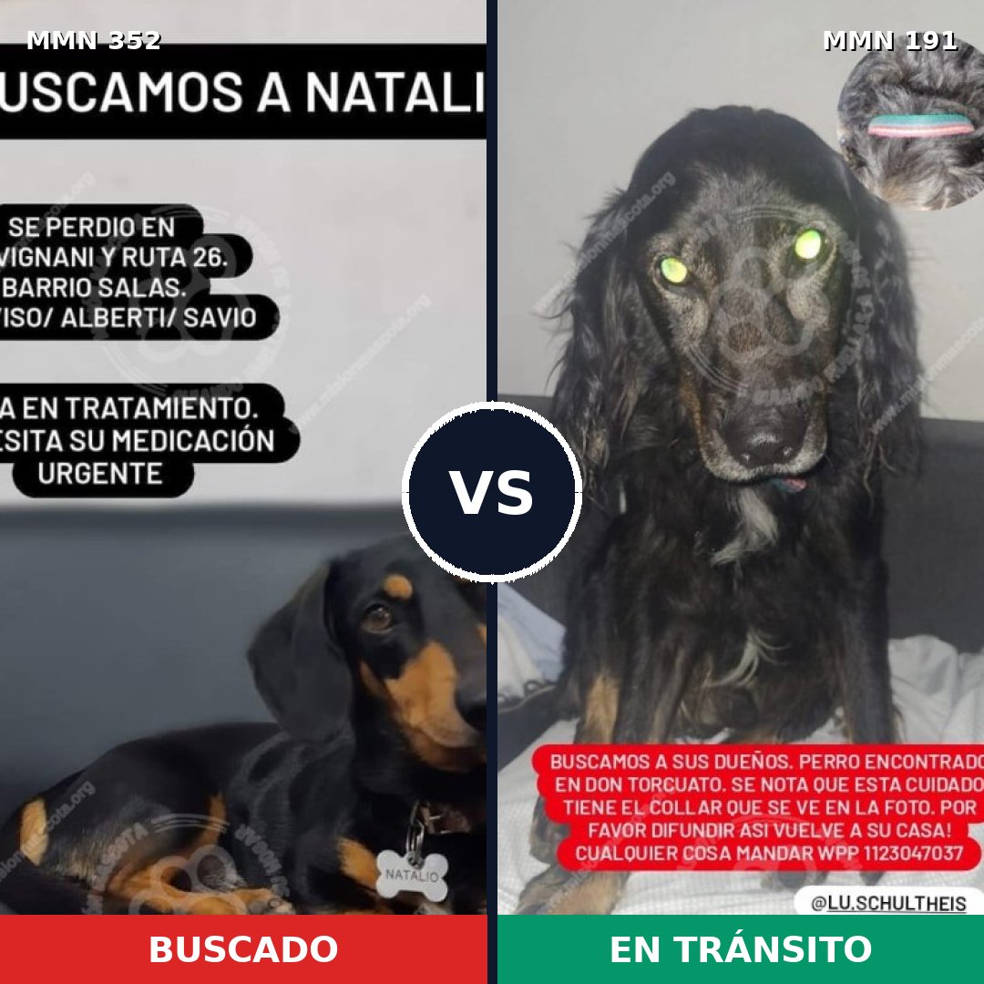 Comparativa MMS 6850: mascota perdida y mascota encontrada, 17% de similitud