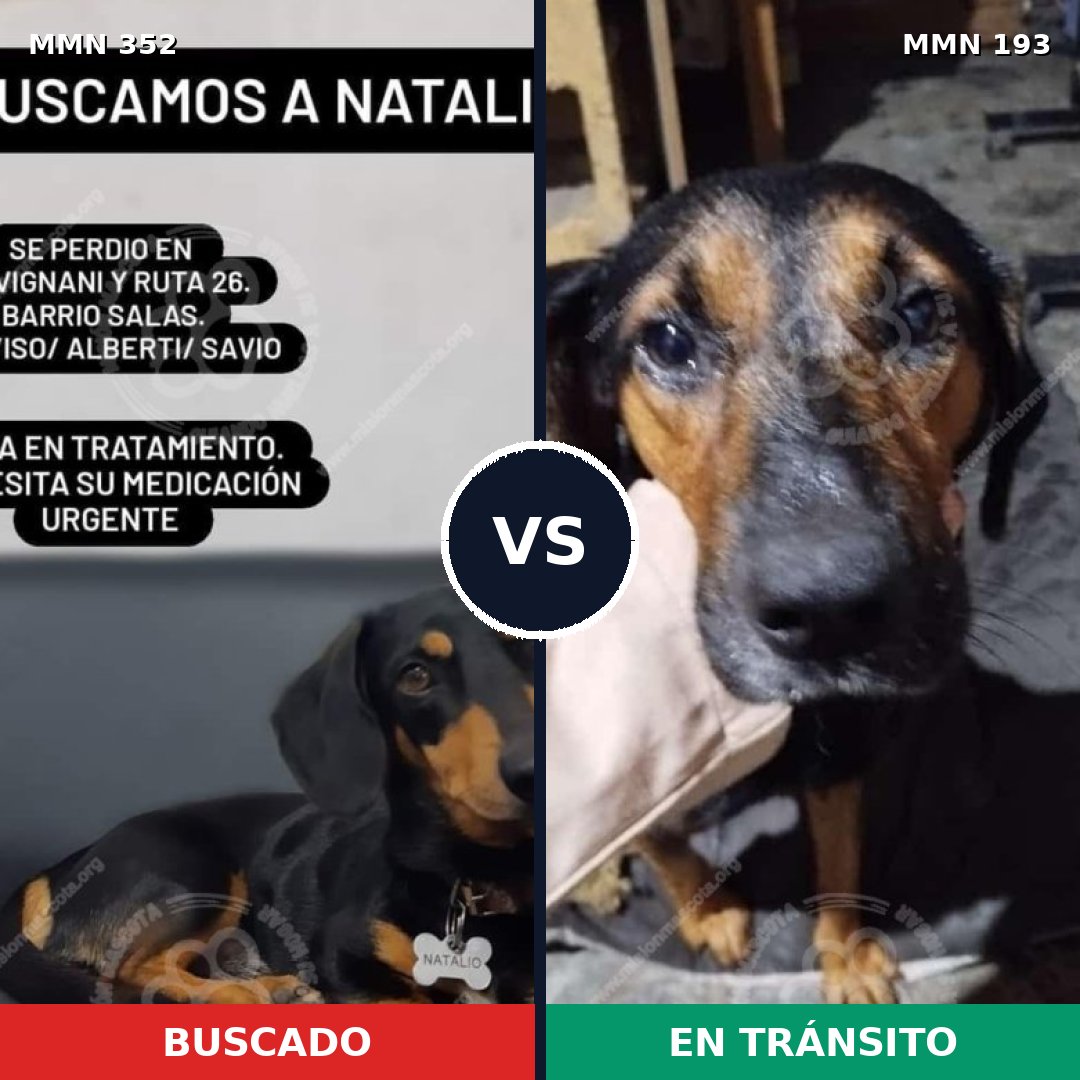 Comparativa MMS 6852: mascota perdida y mascota encontrada, 31% de similitud