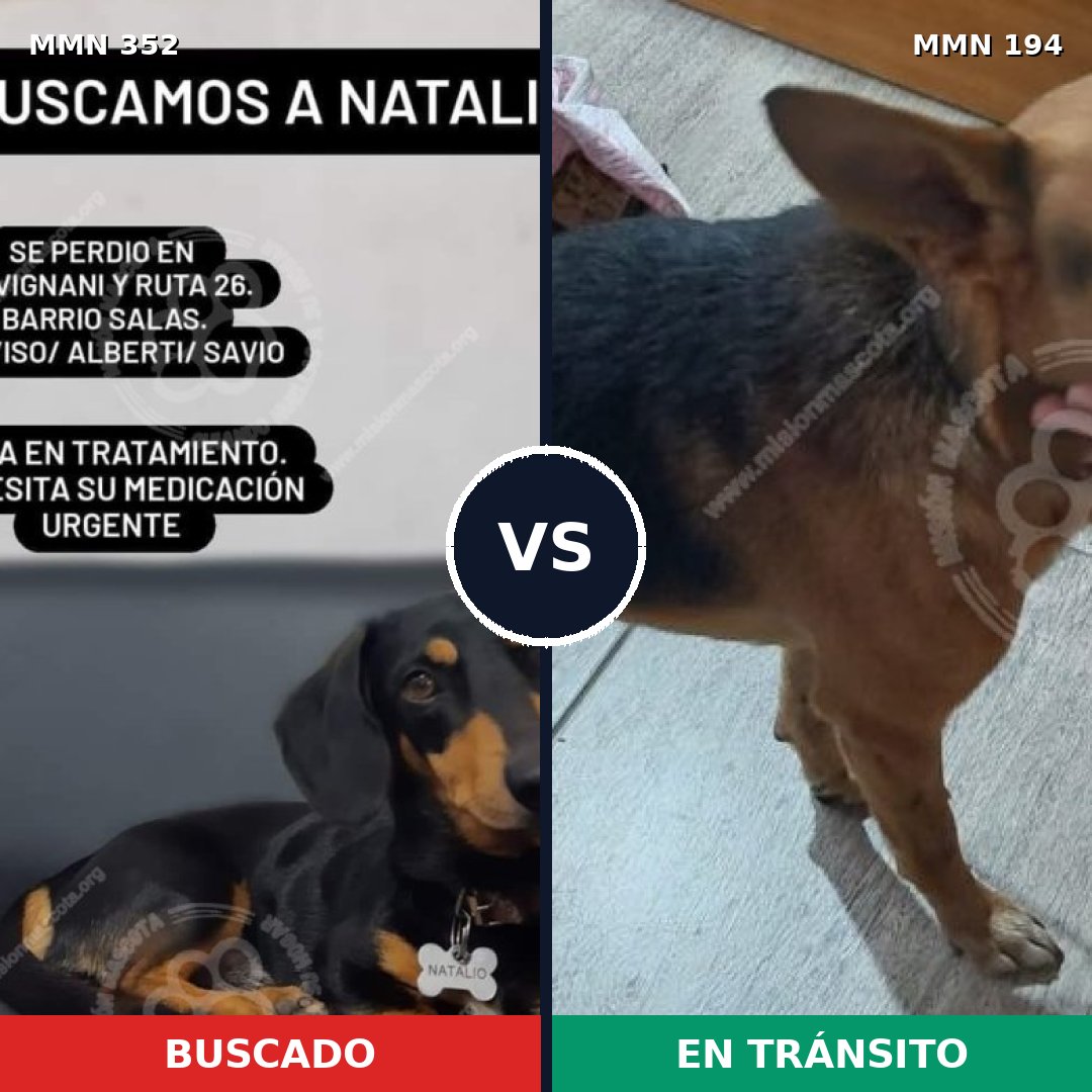 Comparativa MMS 6853: mascota perdida y mascota encontrada, 44% de similitud
