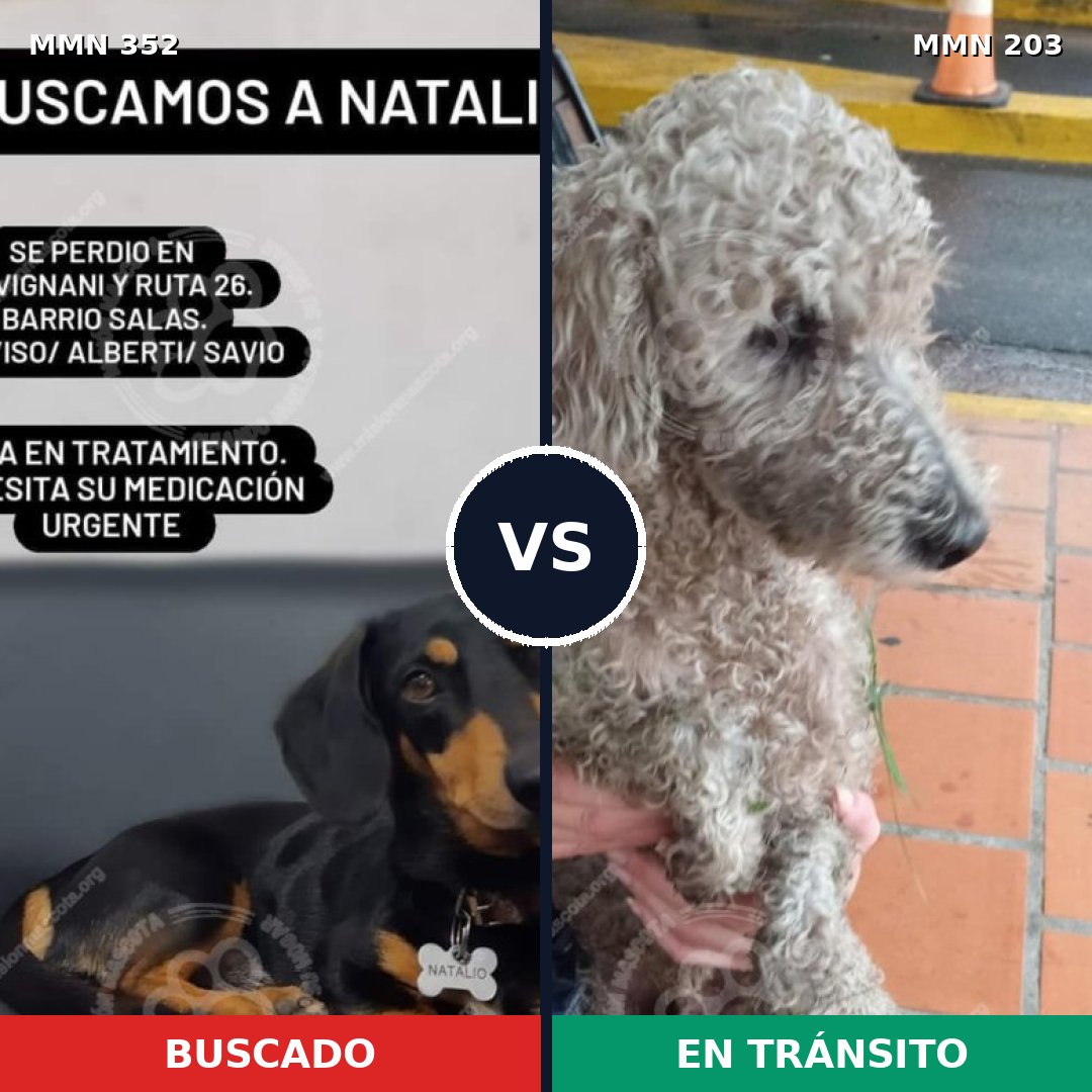 Comparativa MMS 6854: mascota perdida y mascota encontrada, 45% de similitud