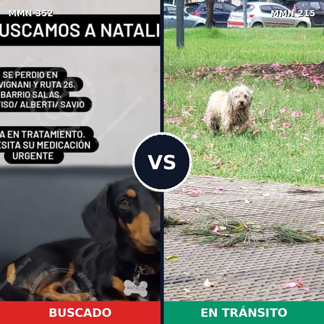 Comparativa MMS 6855: mascota perdida y mascota encontrada, 44% de similitud