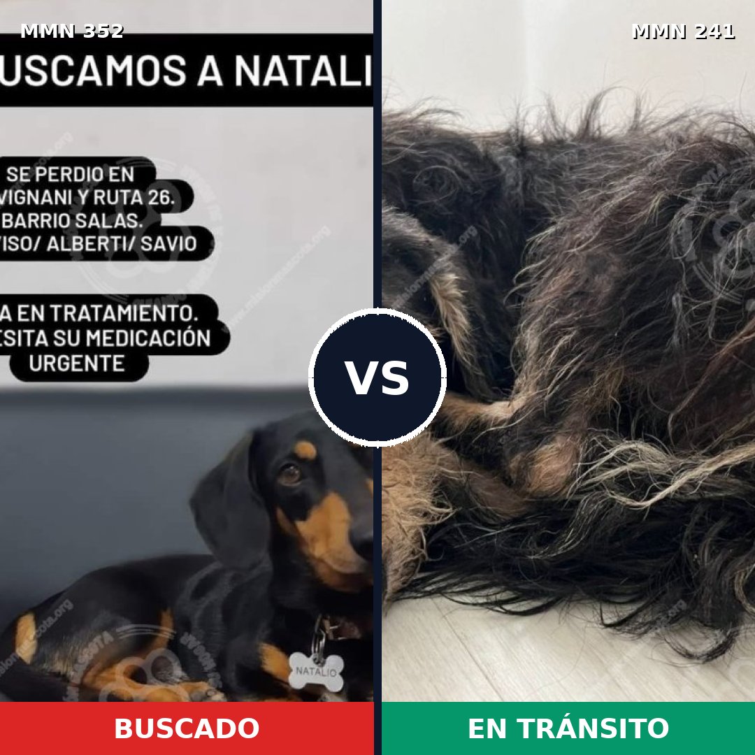Comparativa MMS 6857: mascota perdida y mascota encontrada, 55% de similitud
