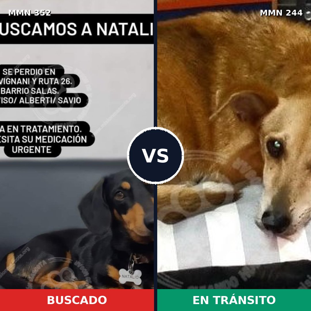 Comparativa MMS 6858: mascota perdida y mascota encontrada, 16% de similitud