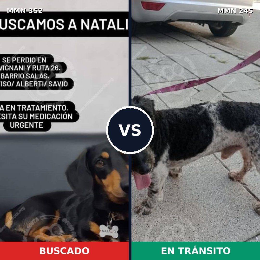 Comparativa MMS 6859: mascota perdida y mascota encontrada, 16% de similitud