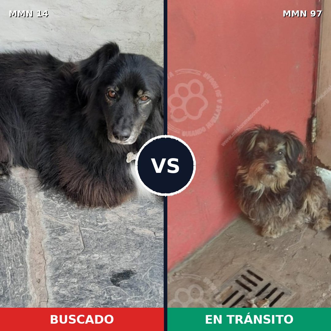 Comparativa MMS 686: mascota perdida y mascota encontrada, 51% de similitud