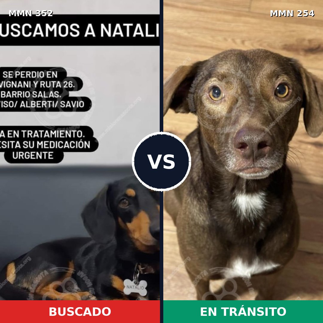 Comparativa MMS 6862: mascota perdida y mascota encontrada, 11% de similitud
