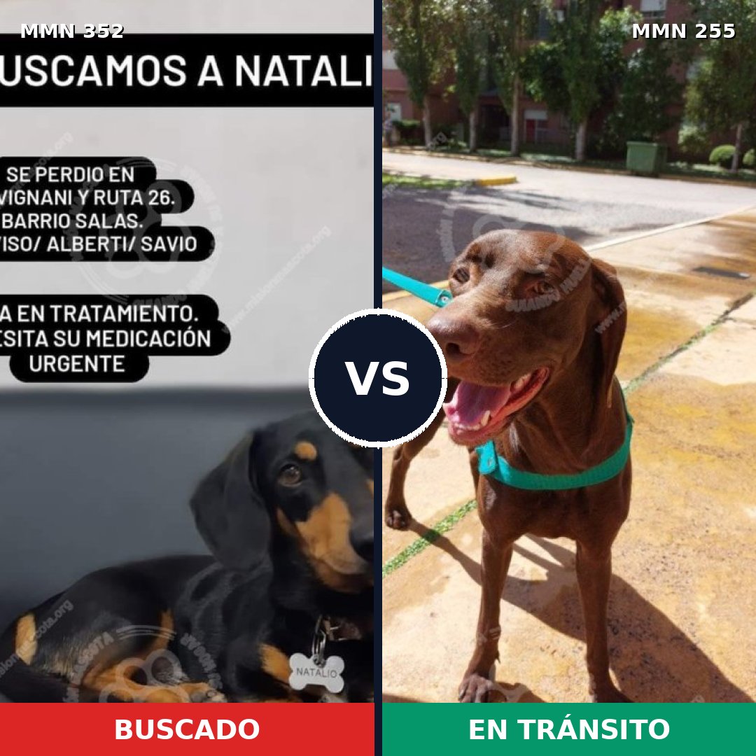 Comparativa MMS 6863: mascota perdida y mascota encontrada, 8% de similitud