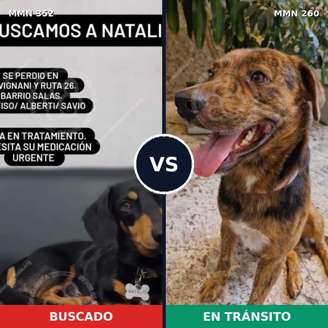 Comparativa MMS 6864: mascota perdida y mascota encontrada, 44% de similitud