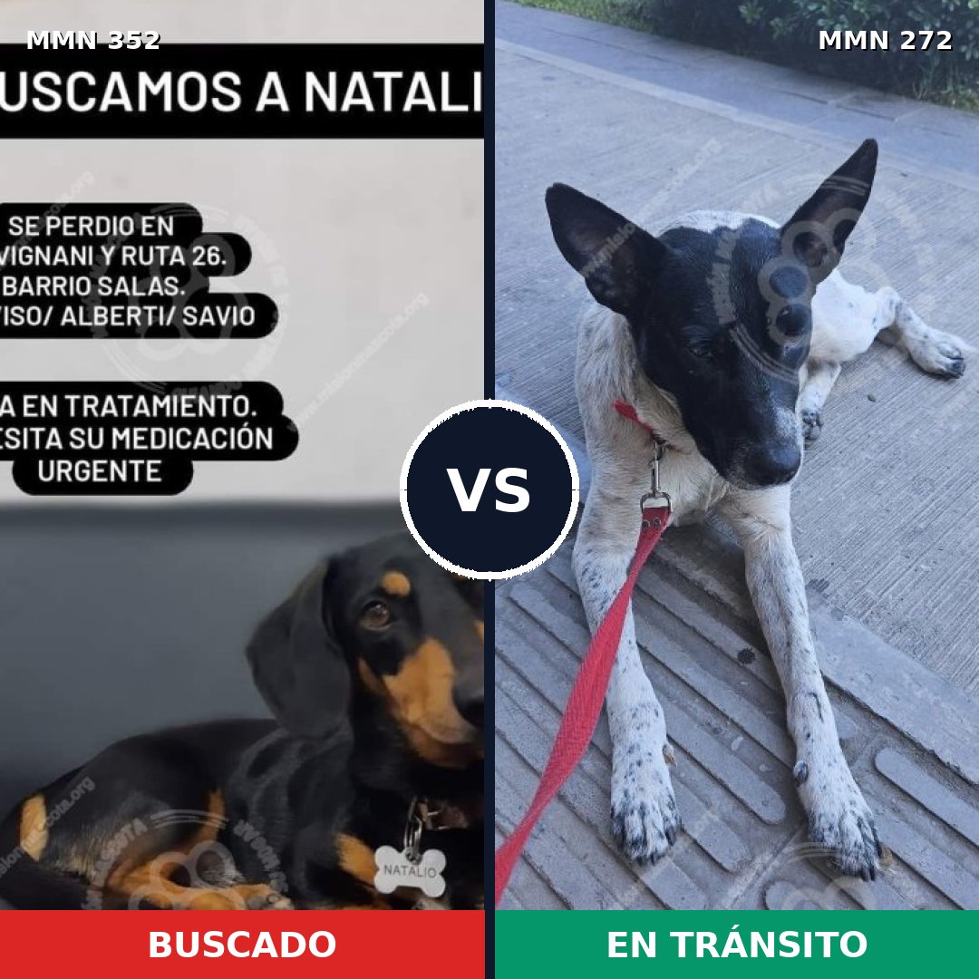 Comparativa MMS 6865: mascota perdida y mascota encontrada, 17% de similitud