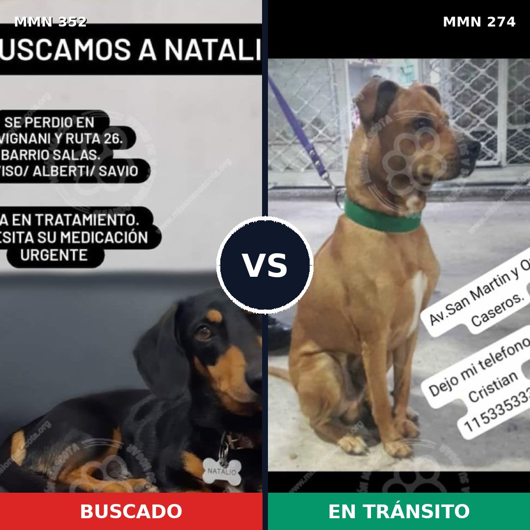 Comparativa MMS 6866: mascota perdida y mascota encontrada, 6% de similitud
