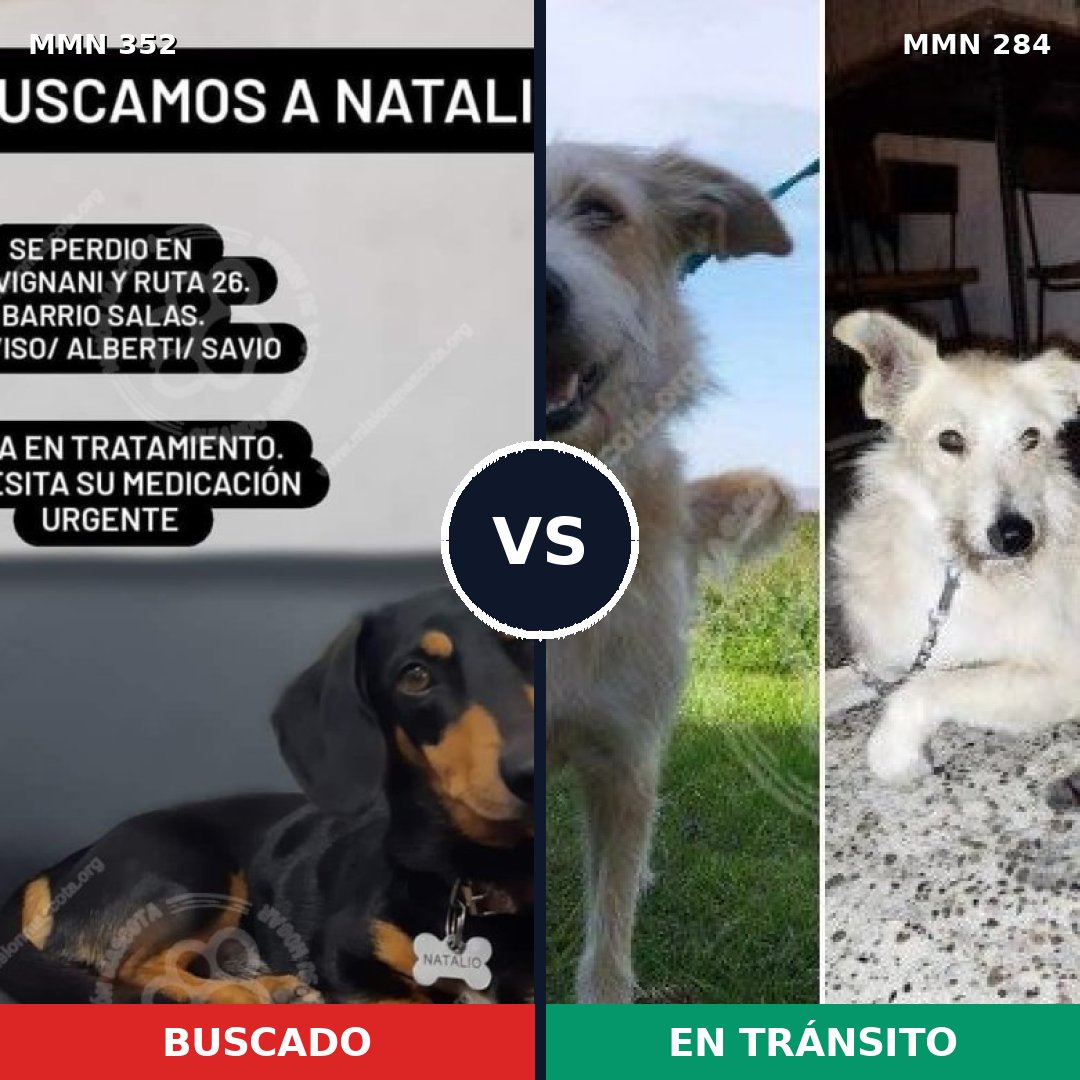 Comparativa MMS 6867: mascota perdida y mascota encontrada, 4% de similitud