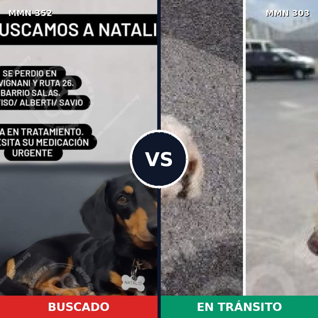 Comparativa MMS 6868: mascota perdida y mascota encontrada, 43% de similitud