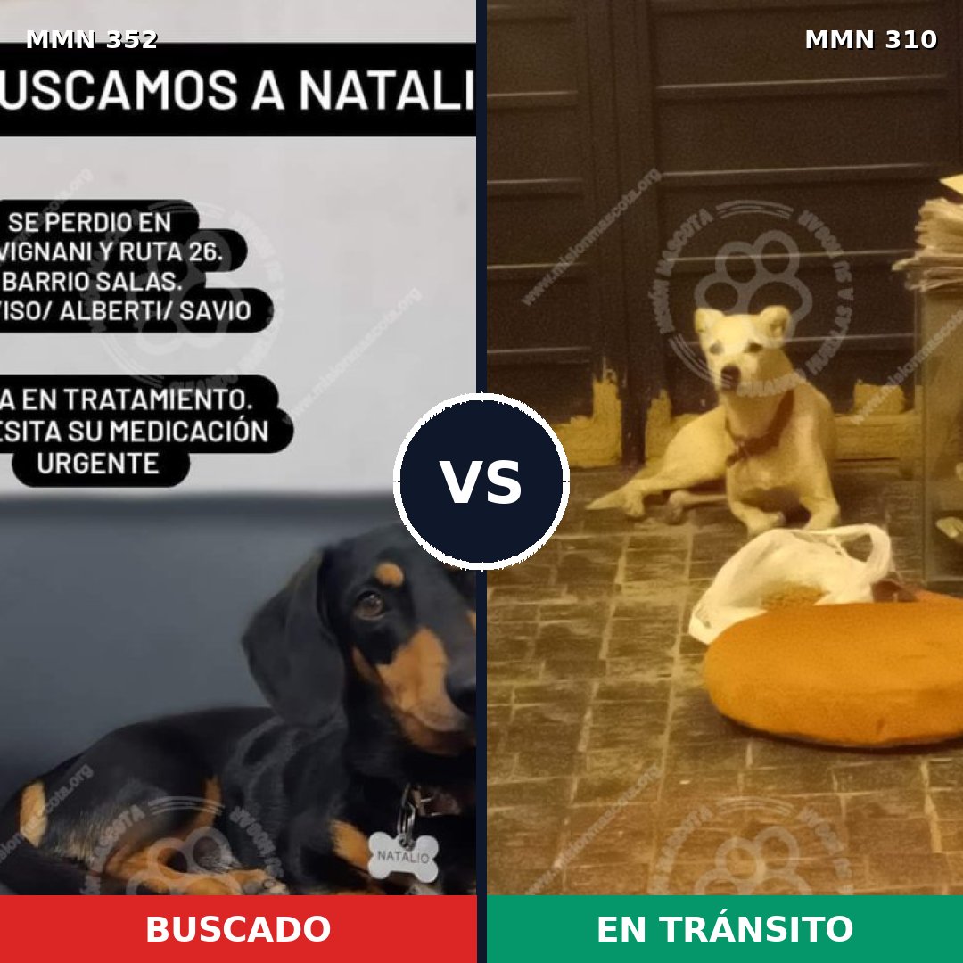 Comparativa MMS 6869: mascota perdida y mascota encontrada, 17% de similitud