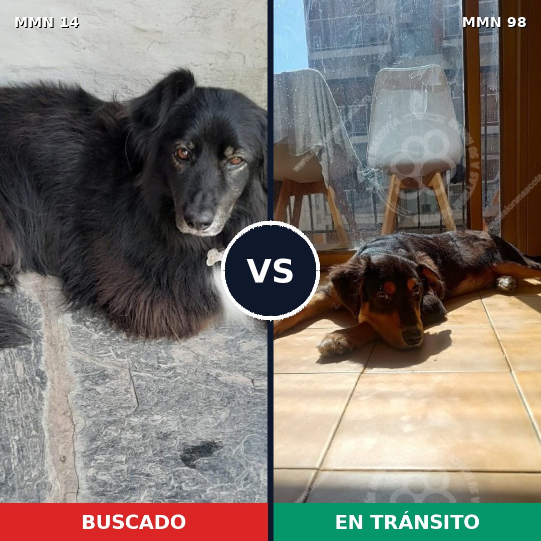 Comparativa MMS 687: mascota perdida y mascota encontrada, 59% de similitud