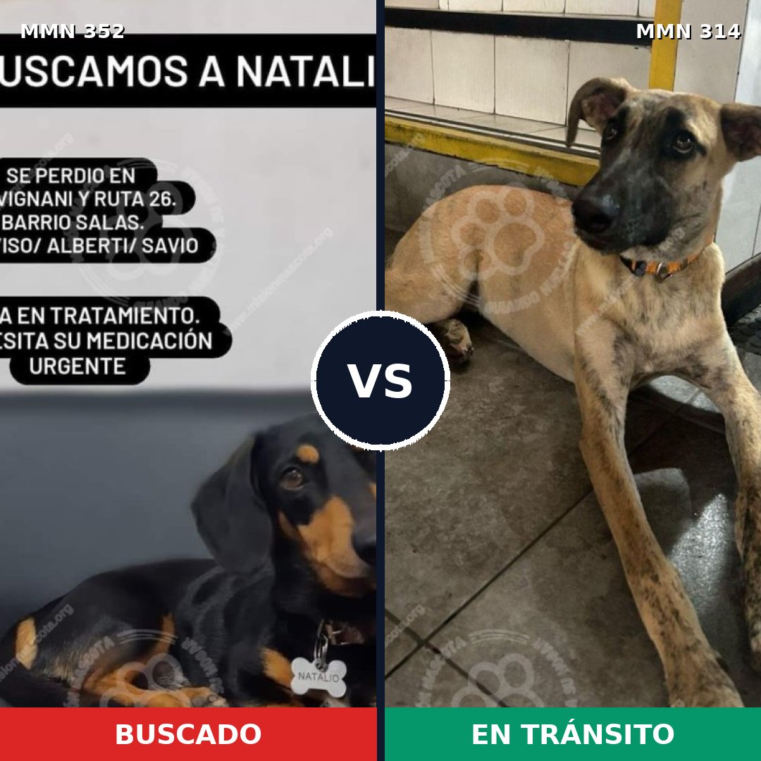 Comparativa MMS 6870: mascota perdida y mascota encontrada, 17% de similitud