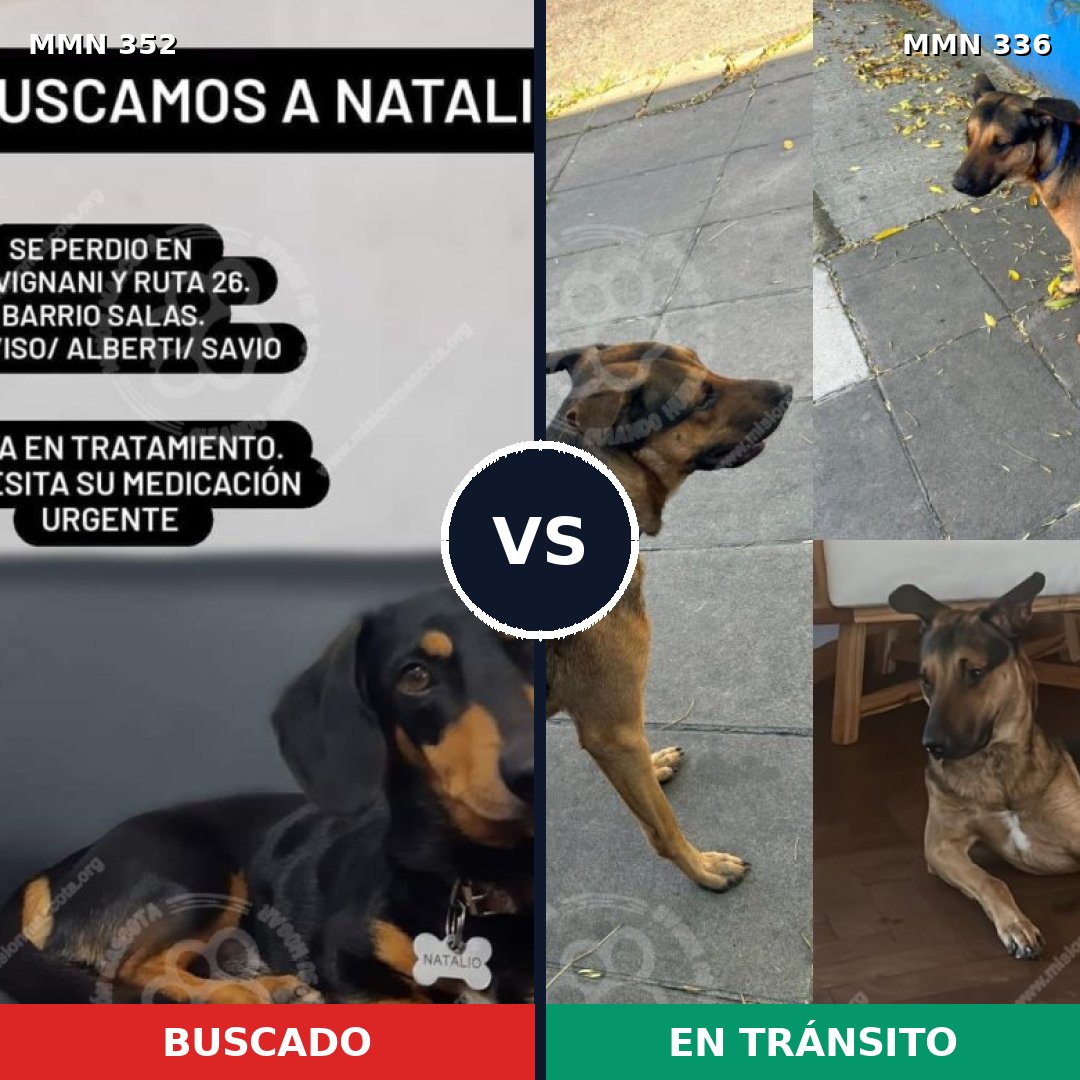 Comparativa MMS 6871: mascota perdida y mascota encontrada, 42% de similitud