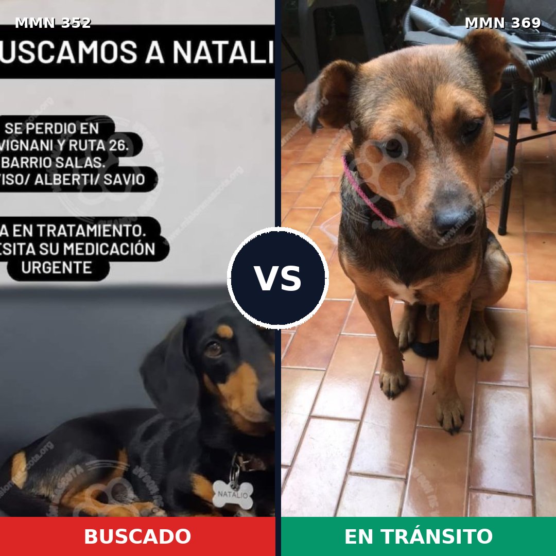Comparativa MMS 6873: mascota perdida y mascota encontrada, 53% de similitud