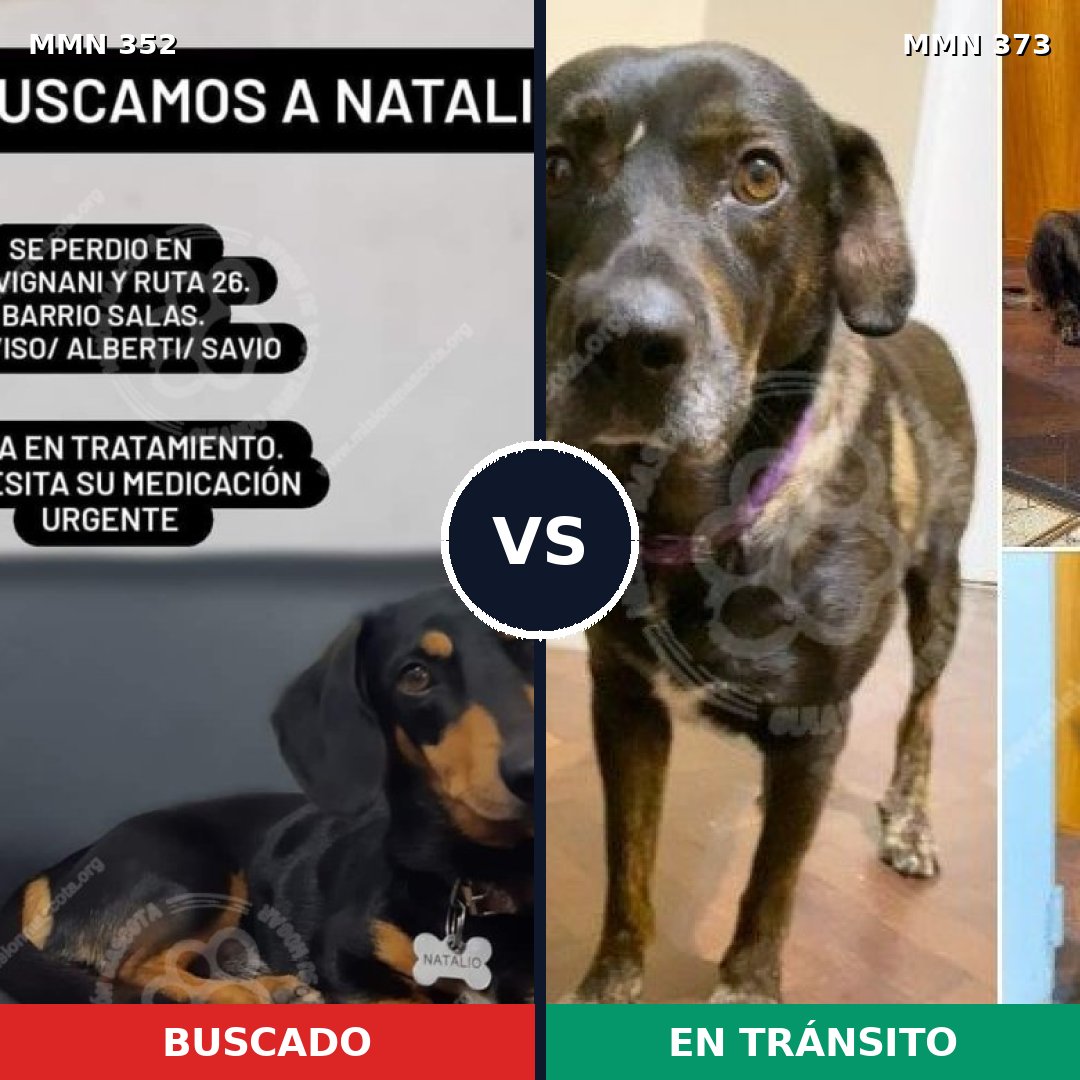 Comparativa MMS 6874: mascota perdida y mascota encontrada, 22% de similitud