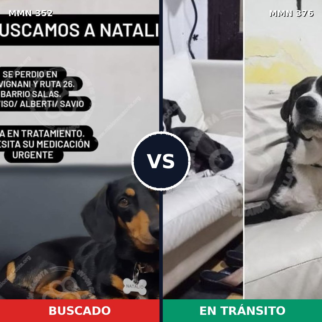 Comparativa MMS 6875: mascota perdida y mascota encontrada, 26% de similitud