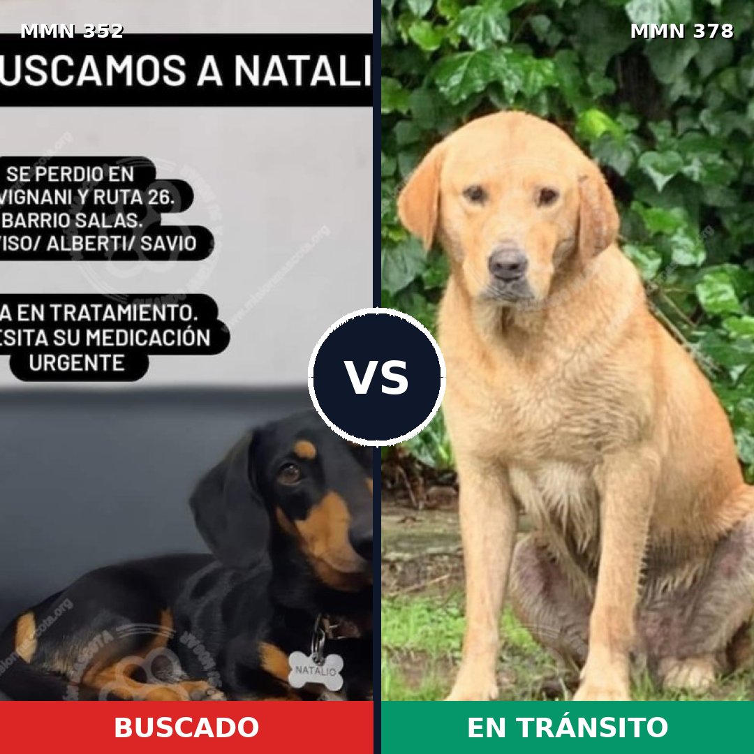 Comparativa MMS 6876: mascota perdida y mascota encontrada, 14% de similitud