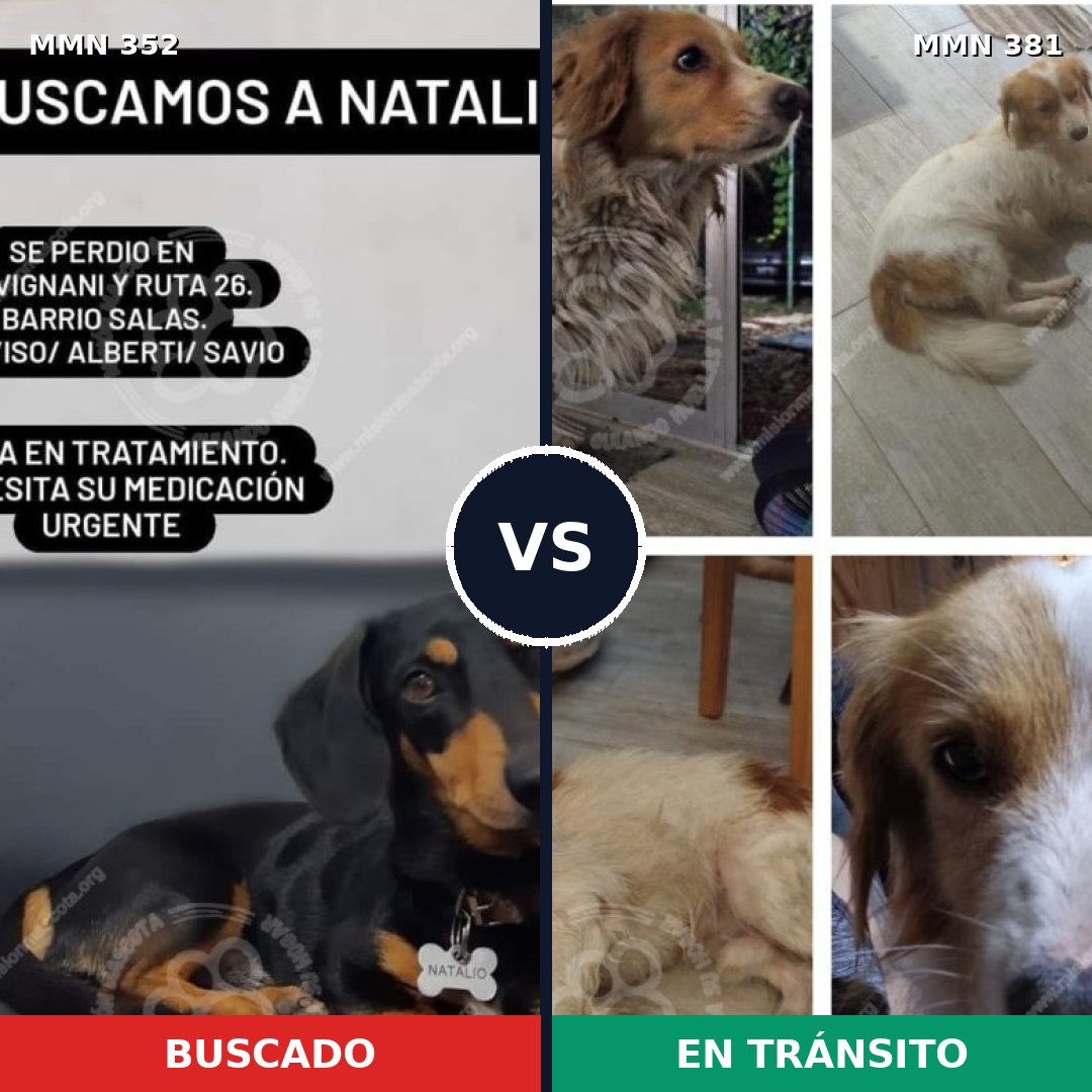 Comparativa MMS 6877: mascota perdida y mascota encontrada, 14% de similitud