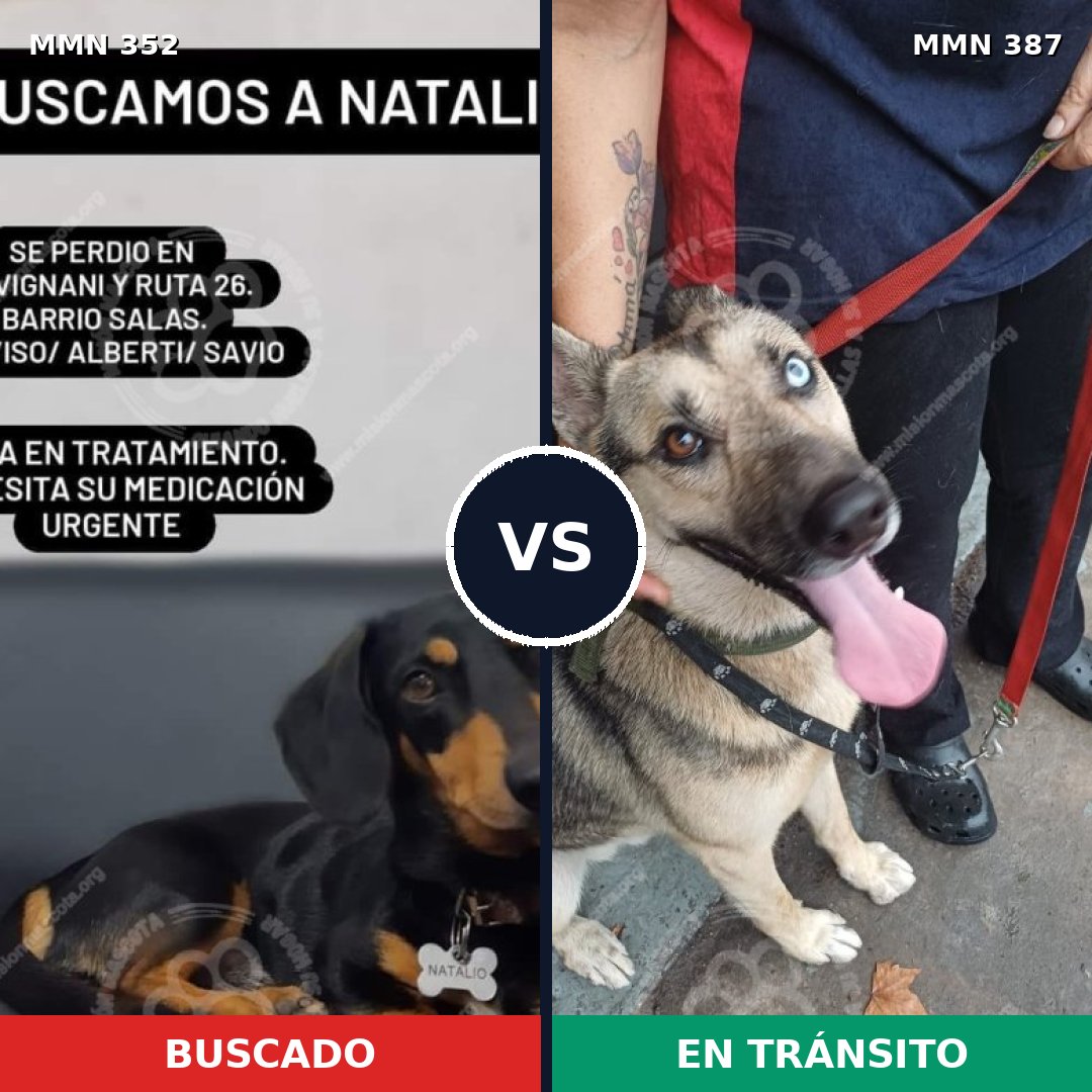 Comparativa MMS 6878: mascota perdida y mascota encontrada, 26% de similitud