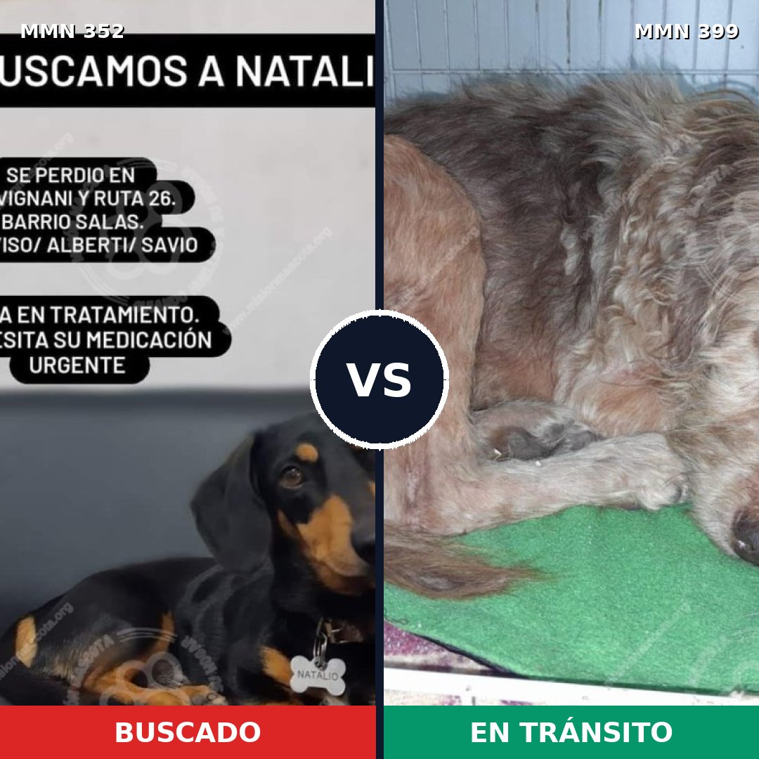 Comparativa MMS 6880: mascota perdida y mascota encontrada, 27% de similitud