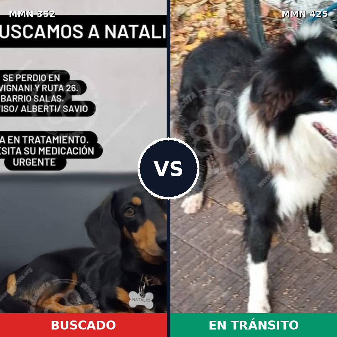 Comparativa MMS 6883: mascota perdida y mascota encontrada, 30% de similitud