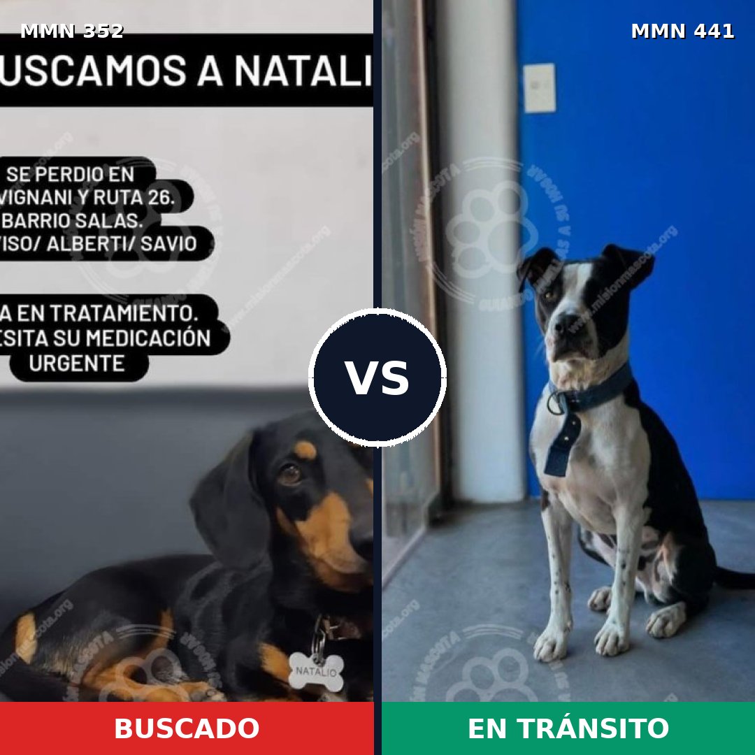 Comparativa MMS 6884: mascota perdida y mascota encontrada, 30% de similitud