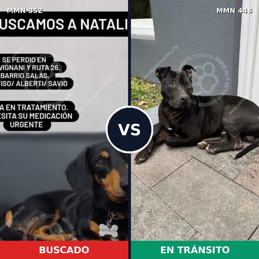 Comparativa MMS 6886: mascota perdida y mascota encontrada, 30% de similitud