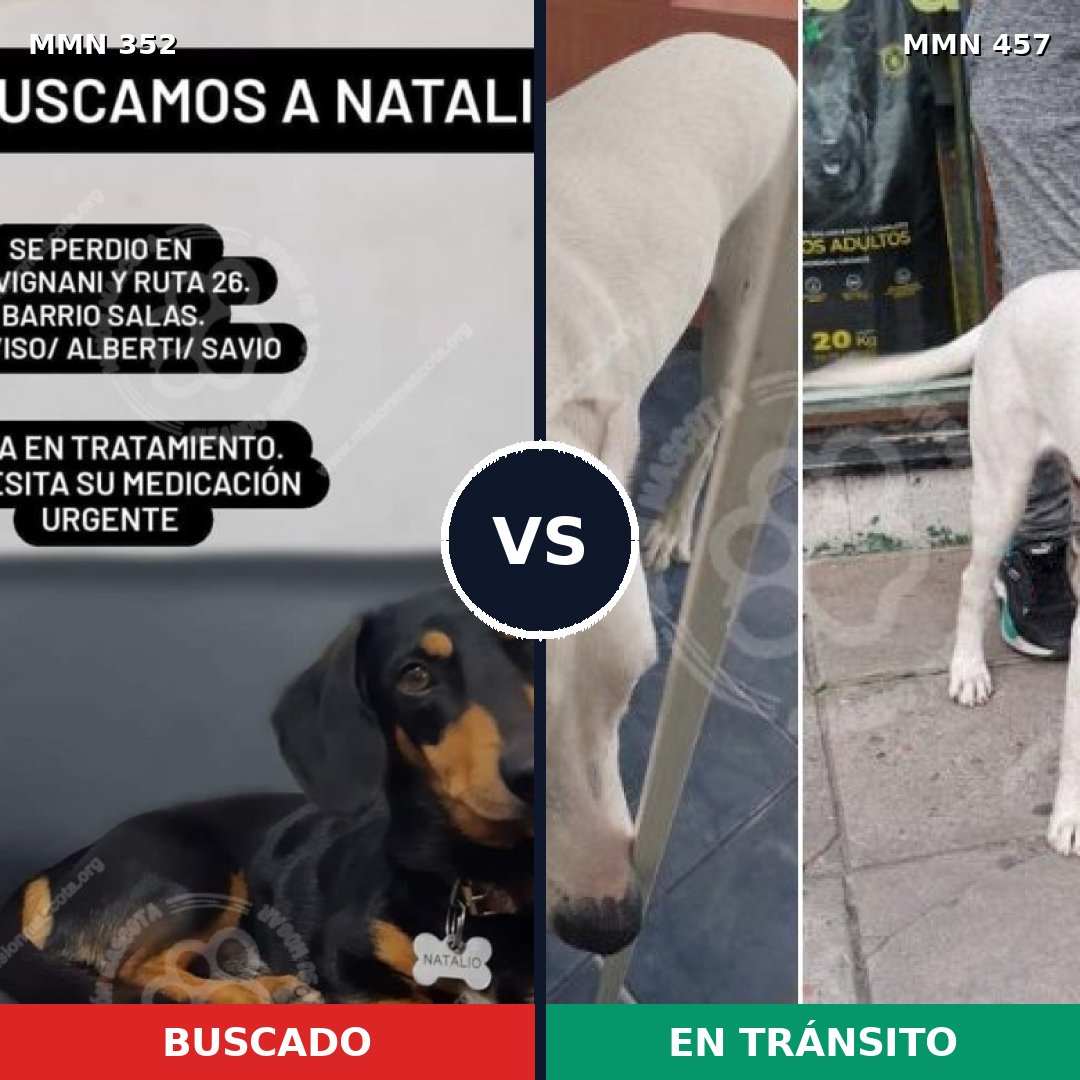 Comparativa MMS 6887: mascota perdida y mascota encontrada, 8% de similitud
