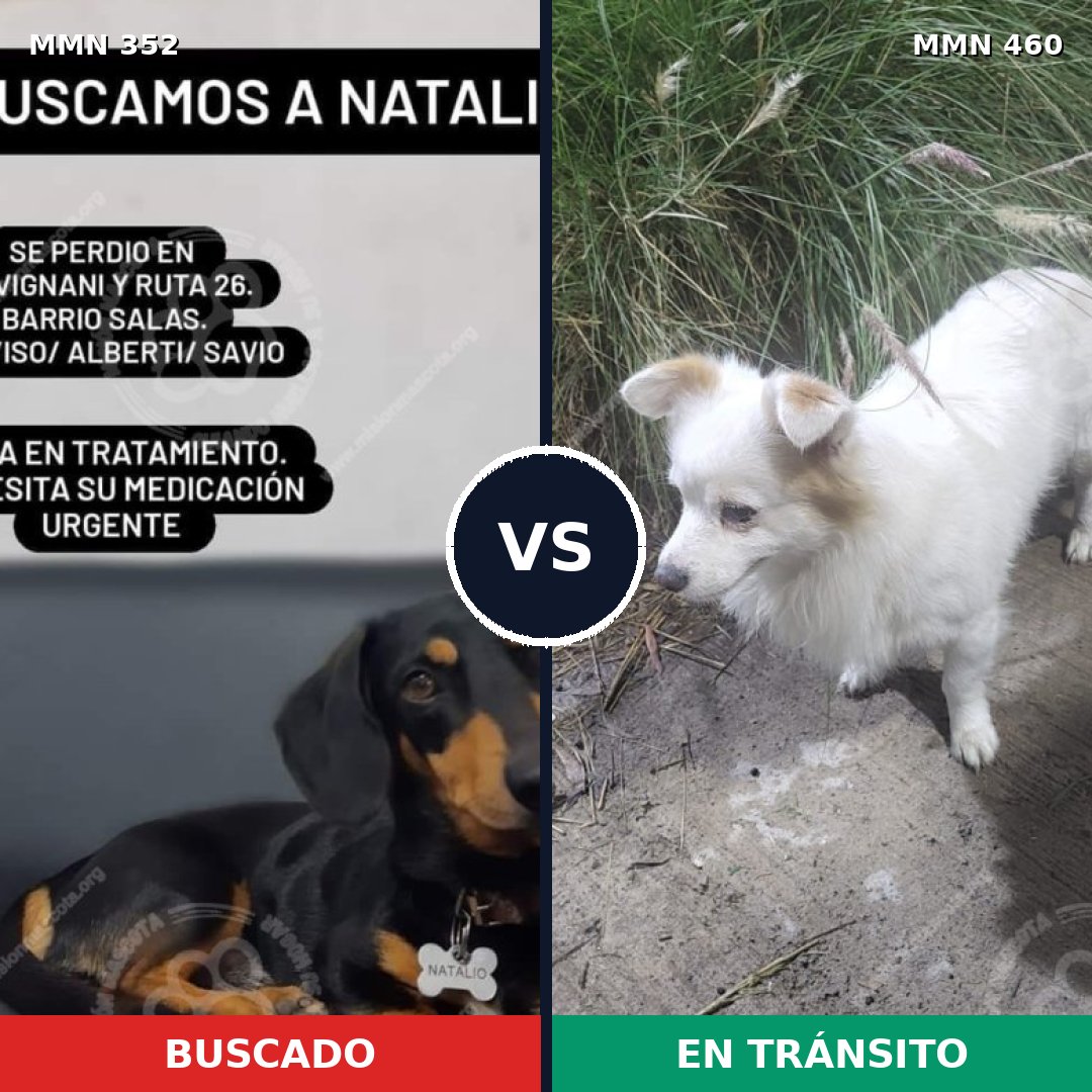 Comparativa MMS 6888: mascota perdida y mascota encontrada, 15% de similitud