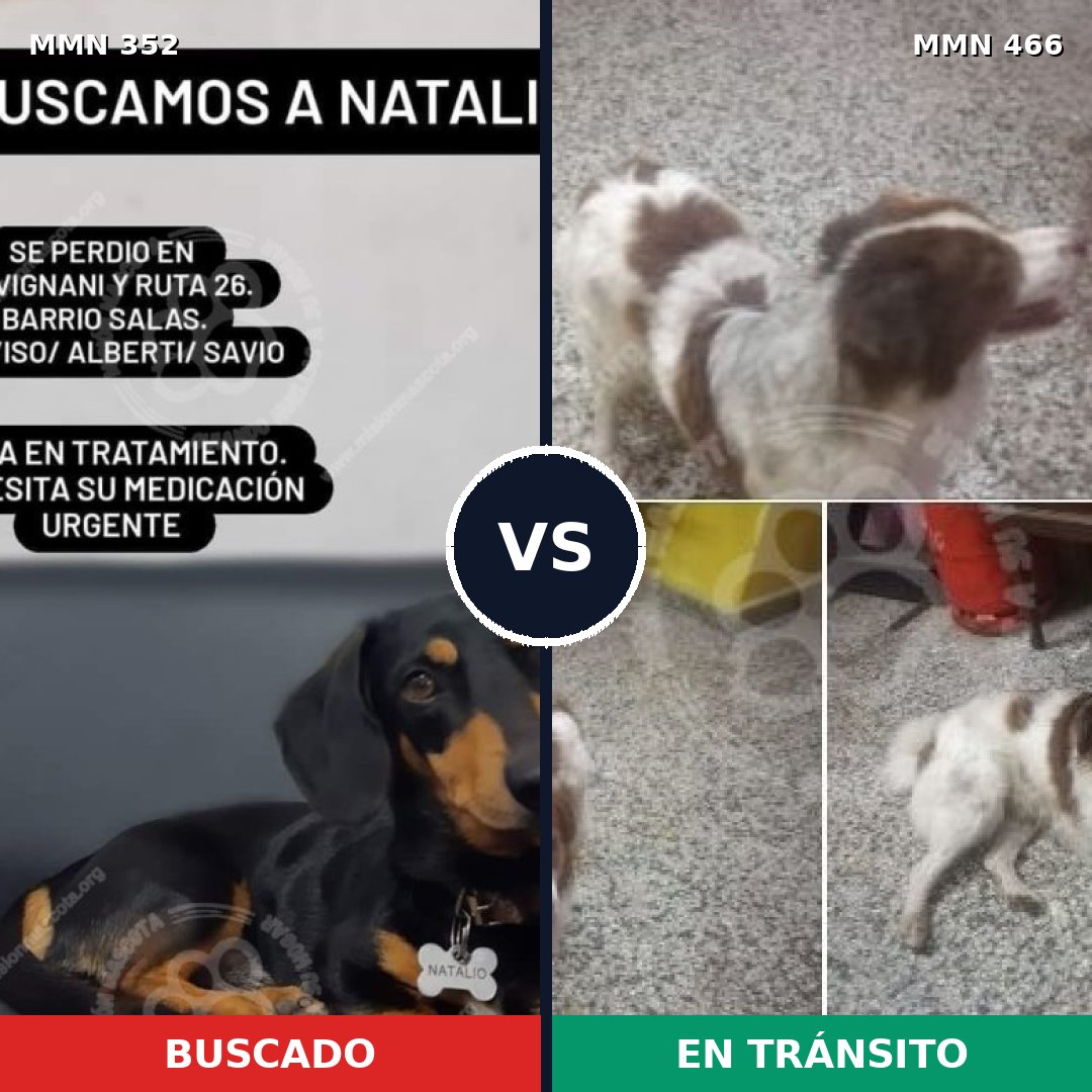 Comparativa MMS 6889: mascota perdida y mascota encontrada, 15% de similitud