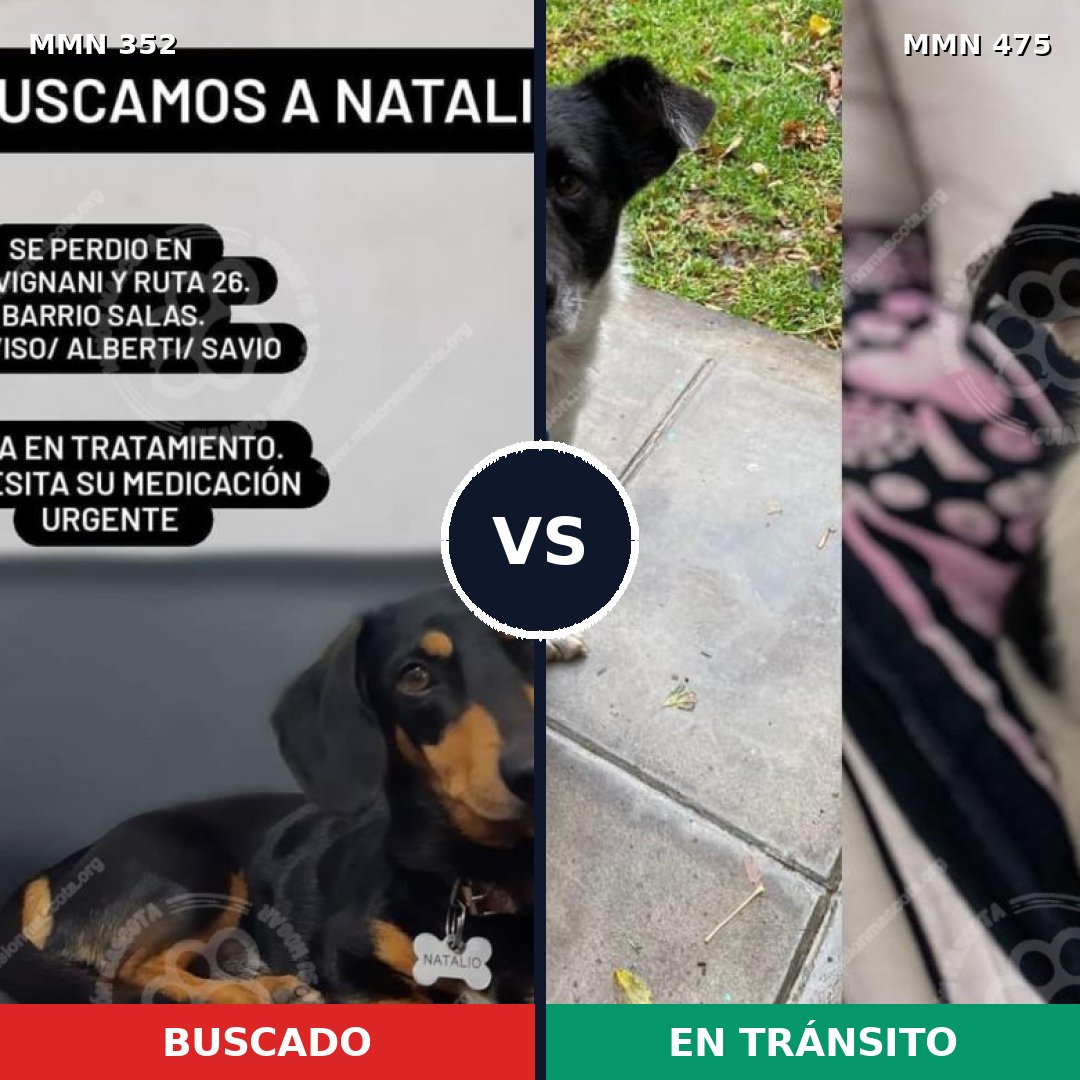 Comparativa MMS 6891: mascota perdida y mascota encontrada, 30% de similitud