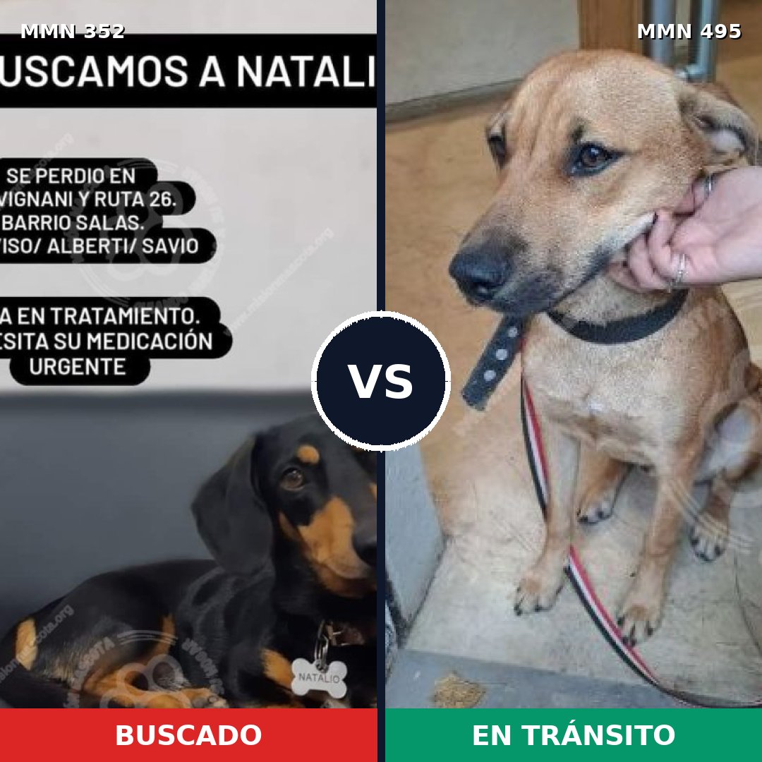 Comparativa MMS 6893: mascota perdida y mascota encontrada, 6% de similitud