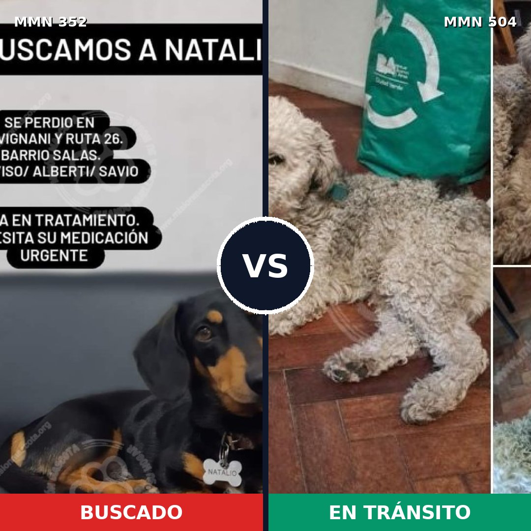 Comparativa MMS 6895: mascota perdida y mascota encontrada, 27% de similitud