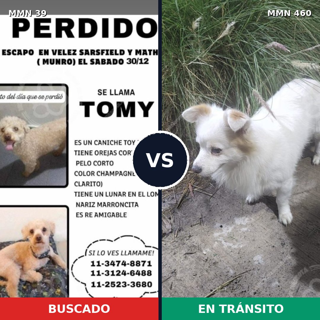 Comparativa MMS 69: mascota perdida y mascota encontrada, 49% de similitud