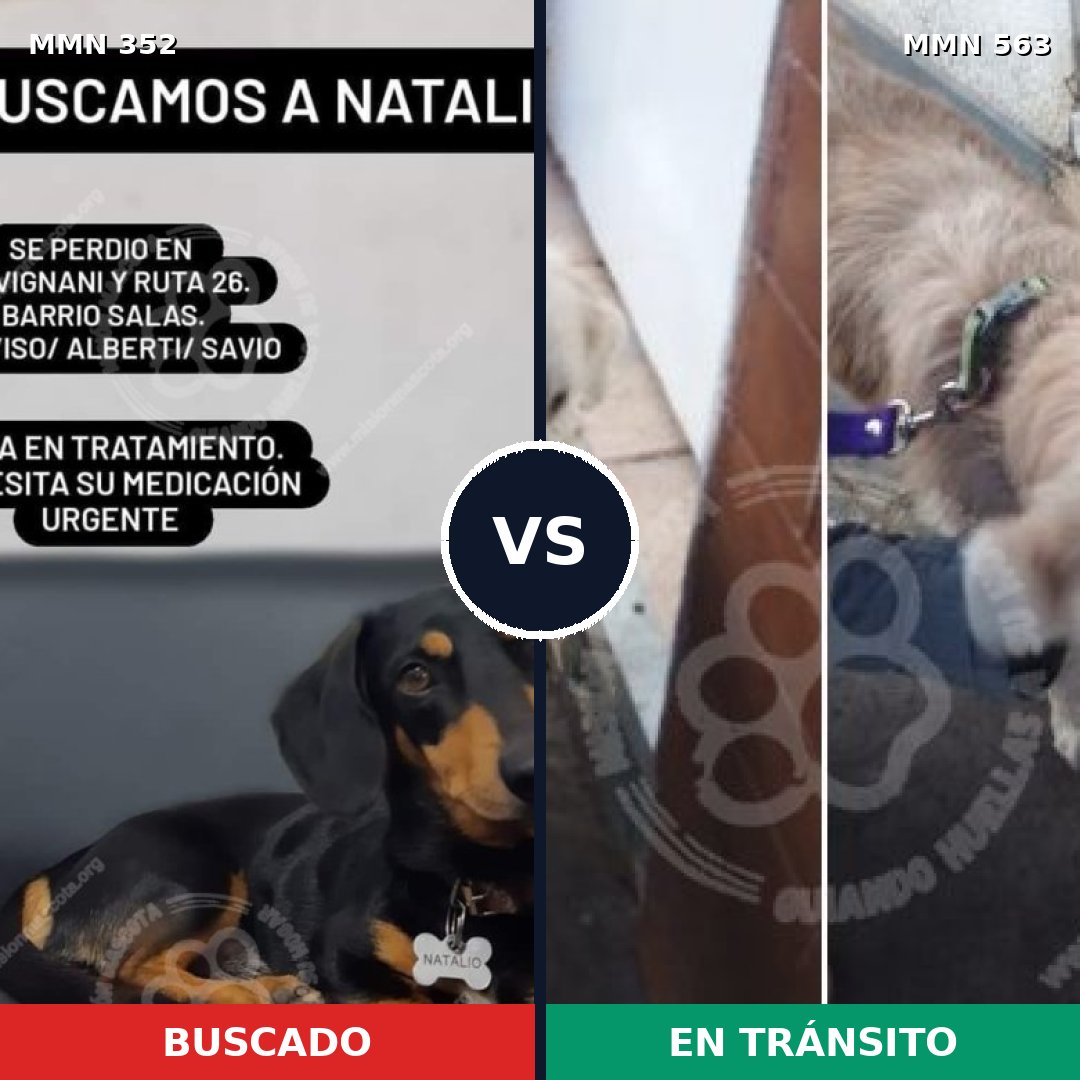 Comparativa MMS 6901: mascota perdida y mascota encontrada, 13% de similitud