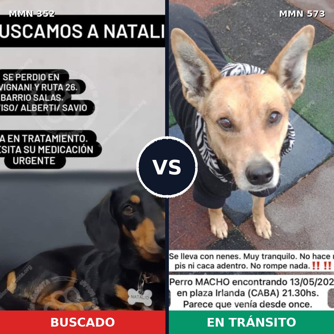 Comparativa MMS 6902: mascota perdida y mascota encontrada, 33% de similitud