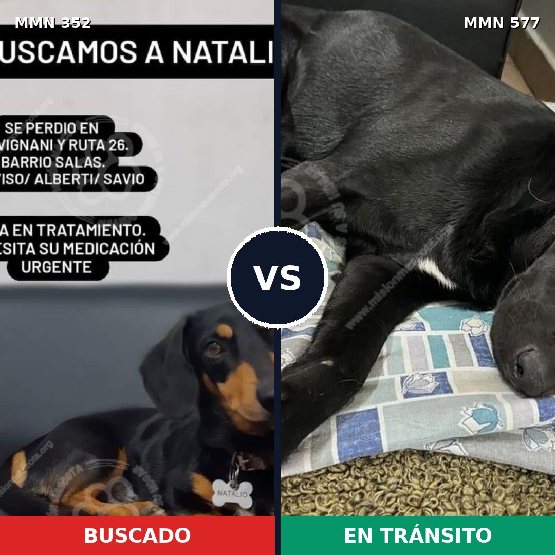 Comparativa MMS 6903: mascota perdida y mascota encontrada, 33% de similitud