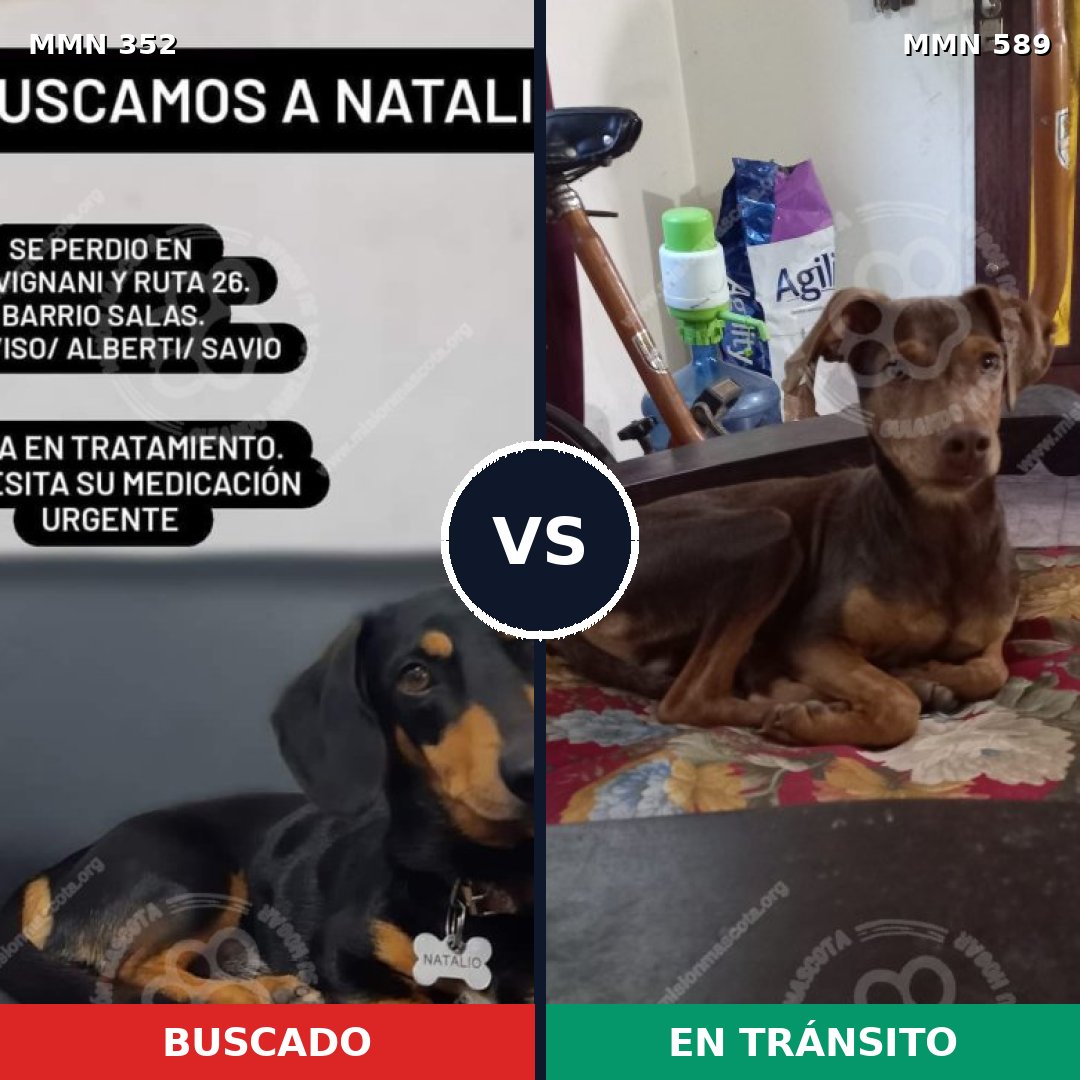Comparativa MMS 6905: mascota perdida y mascota encontrada, 70% de similitud