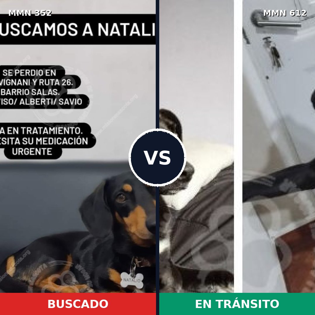 Comparativa MMS 6907: mascota perdida y mascota encontrada, 30% de similitud