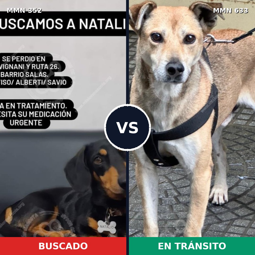 Comparativa MMS 6908: mascota perdida y mascota encontrada, 14% de similitud