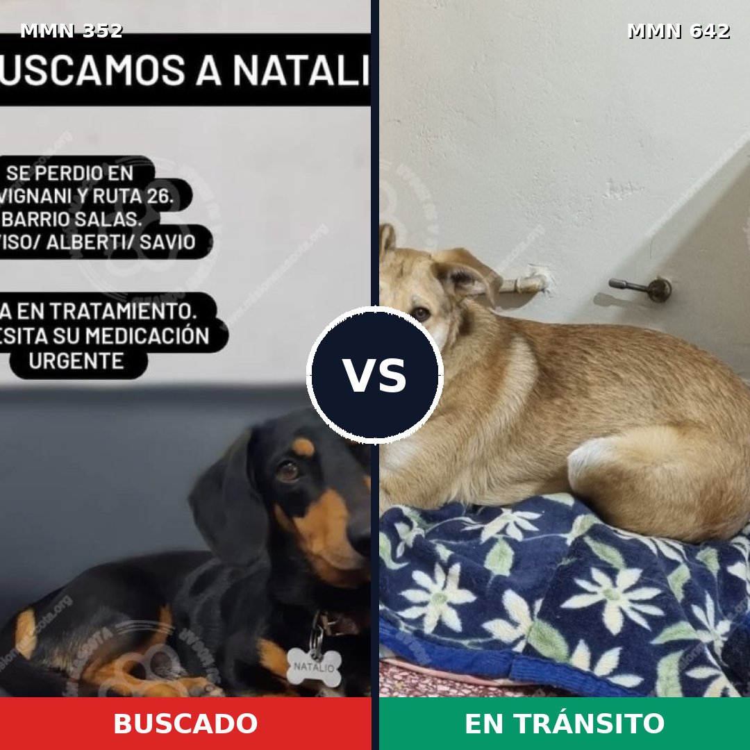 Comparativa MMS 6909: mascota perdida y mascota encontrada, 21% de similitud