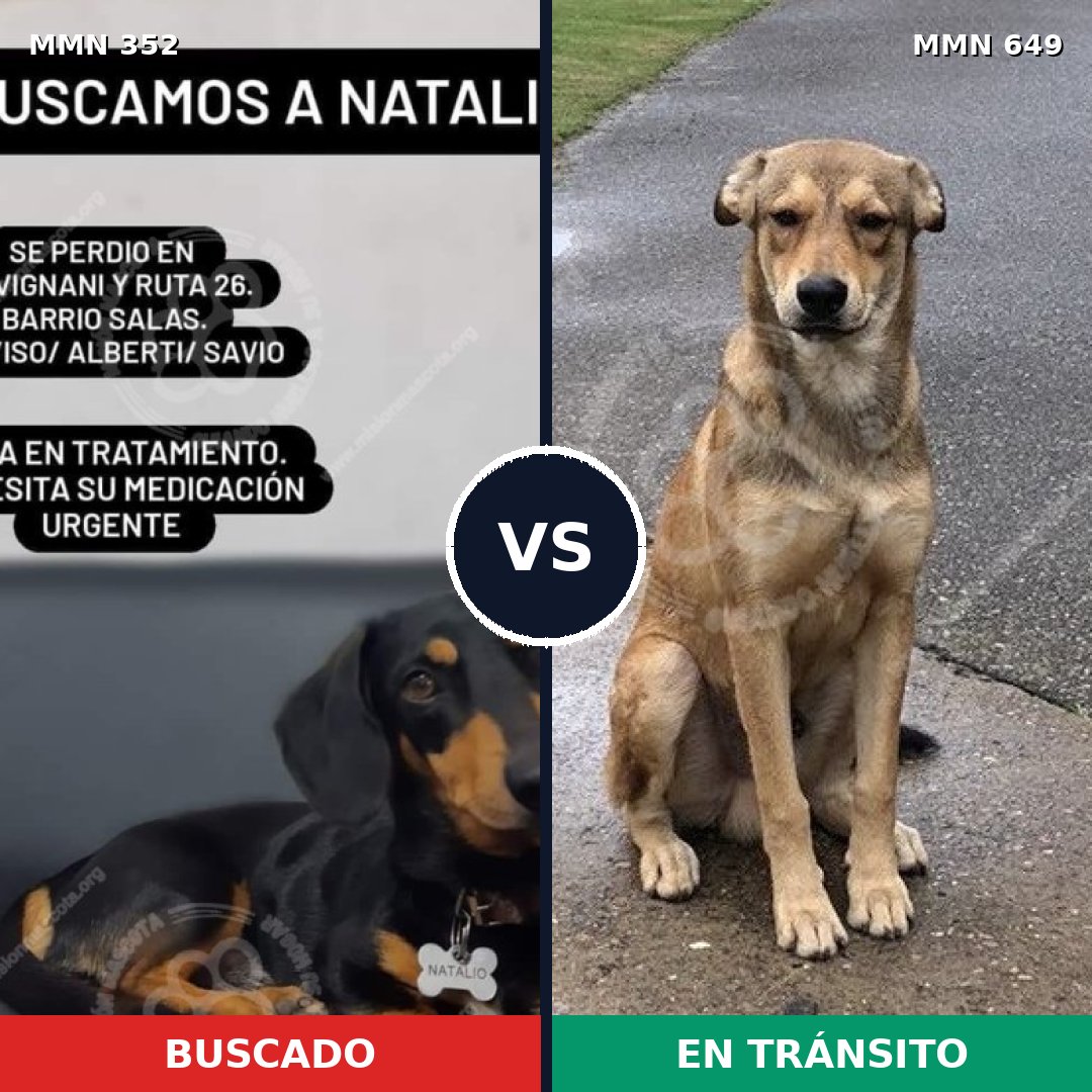 Comparativa MMS 6910: mascota perdida y mascota encontrada, 14% de similitud