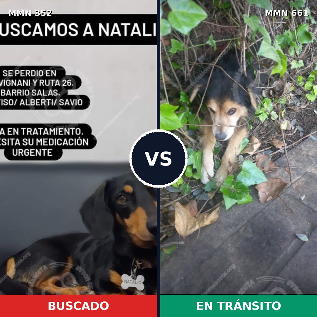 Comparativa MMS 6911: mascota perdida y mascota encontrada, 59% de similitud